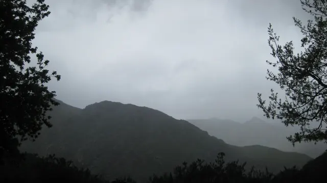 Dark branches frame mountain slopes fading into mist.