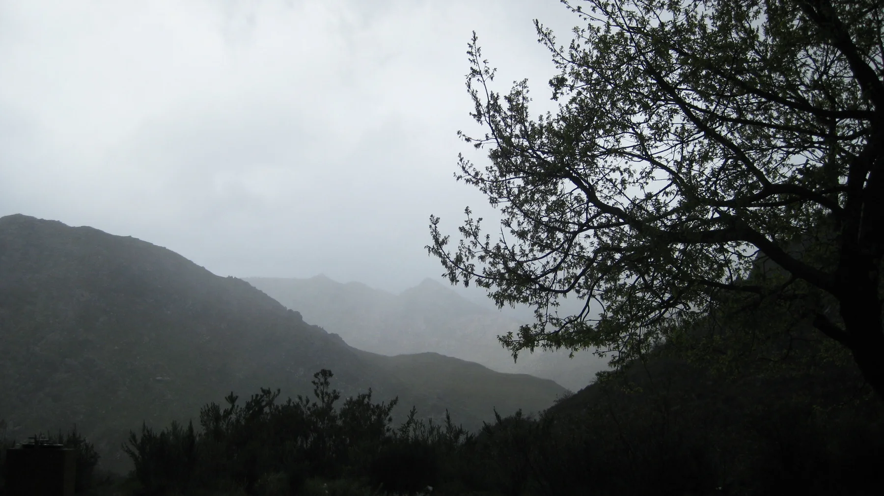Tree branches hang above a mountain valley filled with low cloud.
