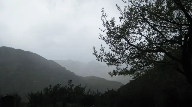 Tree branches hang above a mountain valley filled with low cloud.