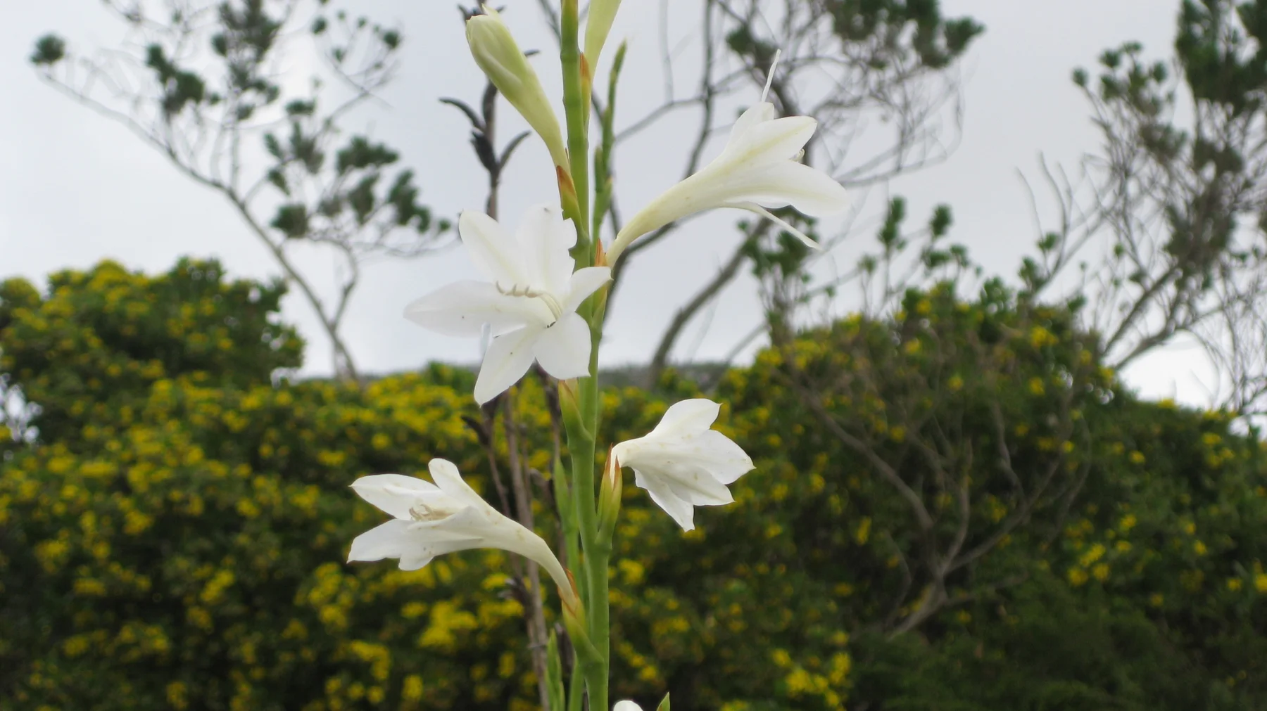 White blossoms open along a slender upright stem among green shrubs.