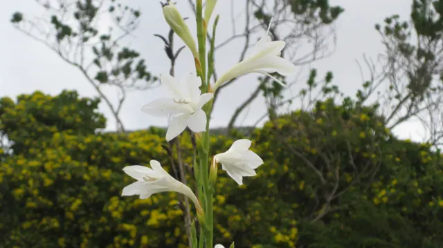White blossoms open along a slender upright stem among green shrubs.