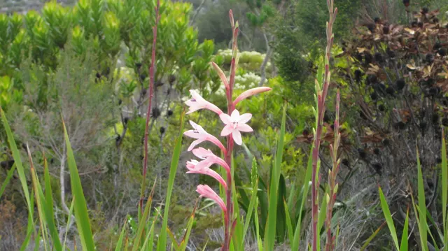 Pink blossoms climb a slender stem among tall green leaves.