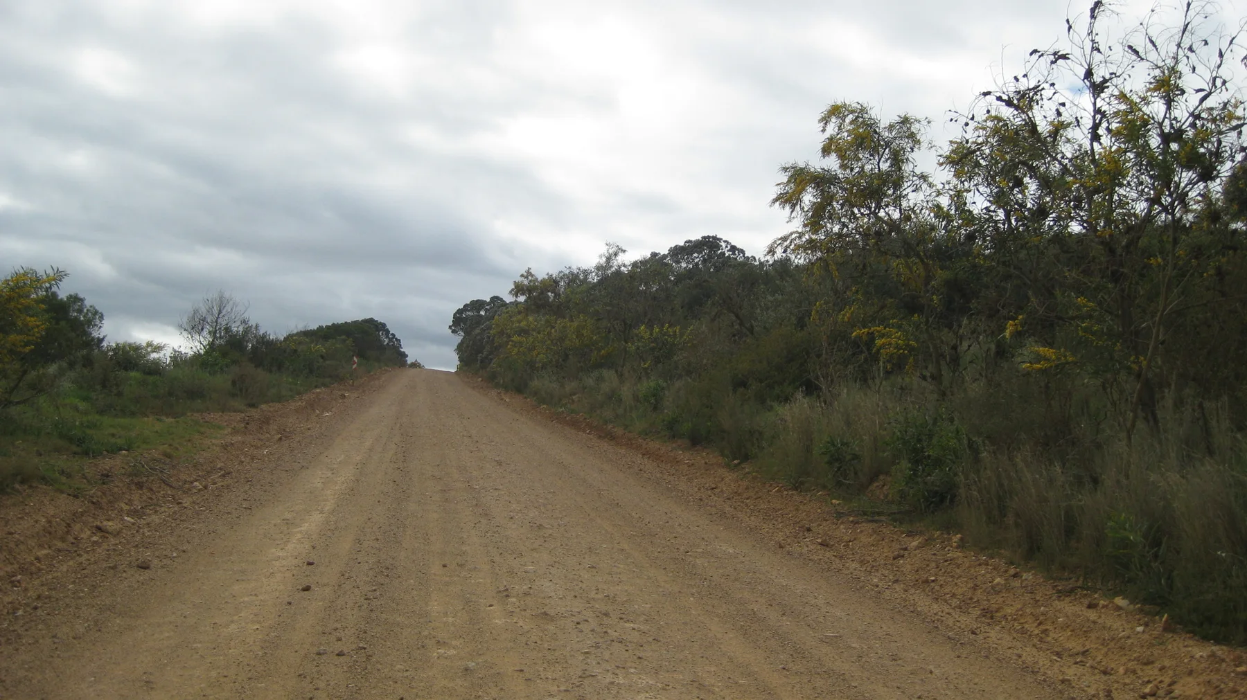 A dirt road stretches ahead between dense low roadside vegetation.