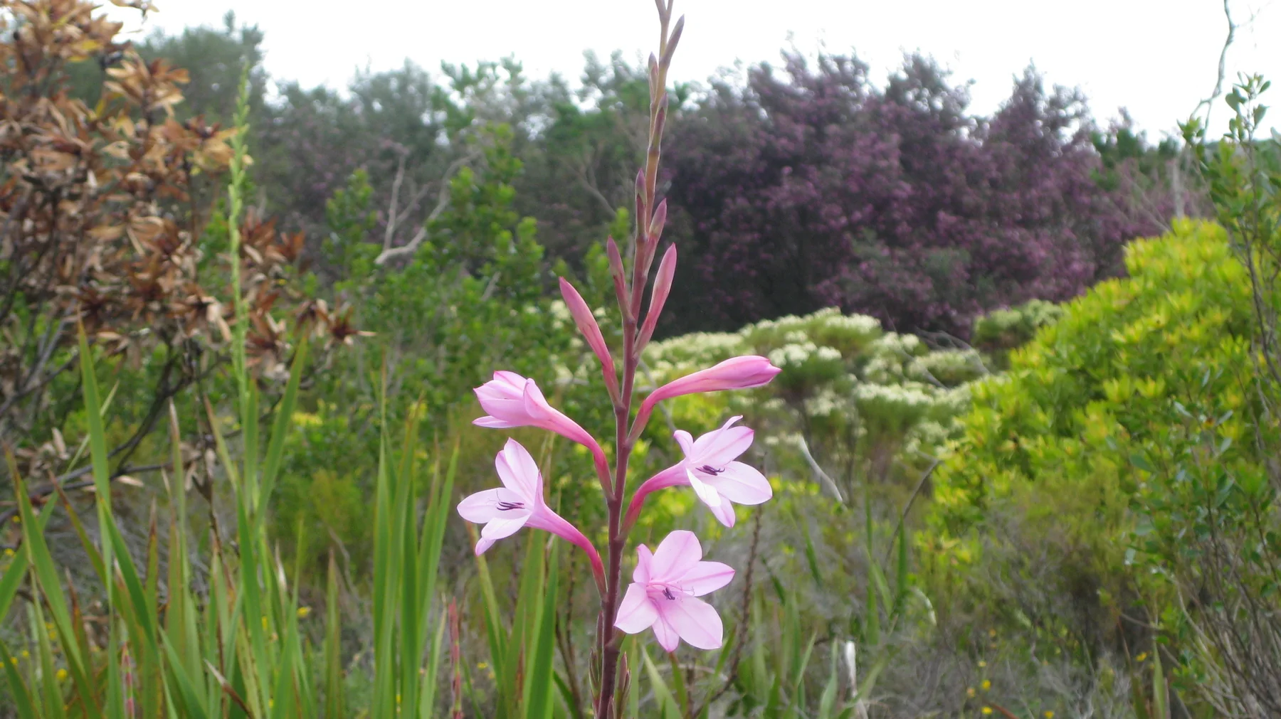 Pink flowers stand before mixed green and purple garden shrubs.