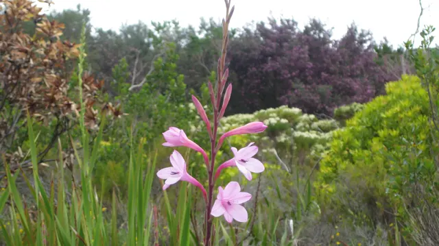 Pink flowers stand before mixed green and purple garden shrubs.