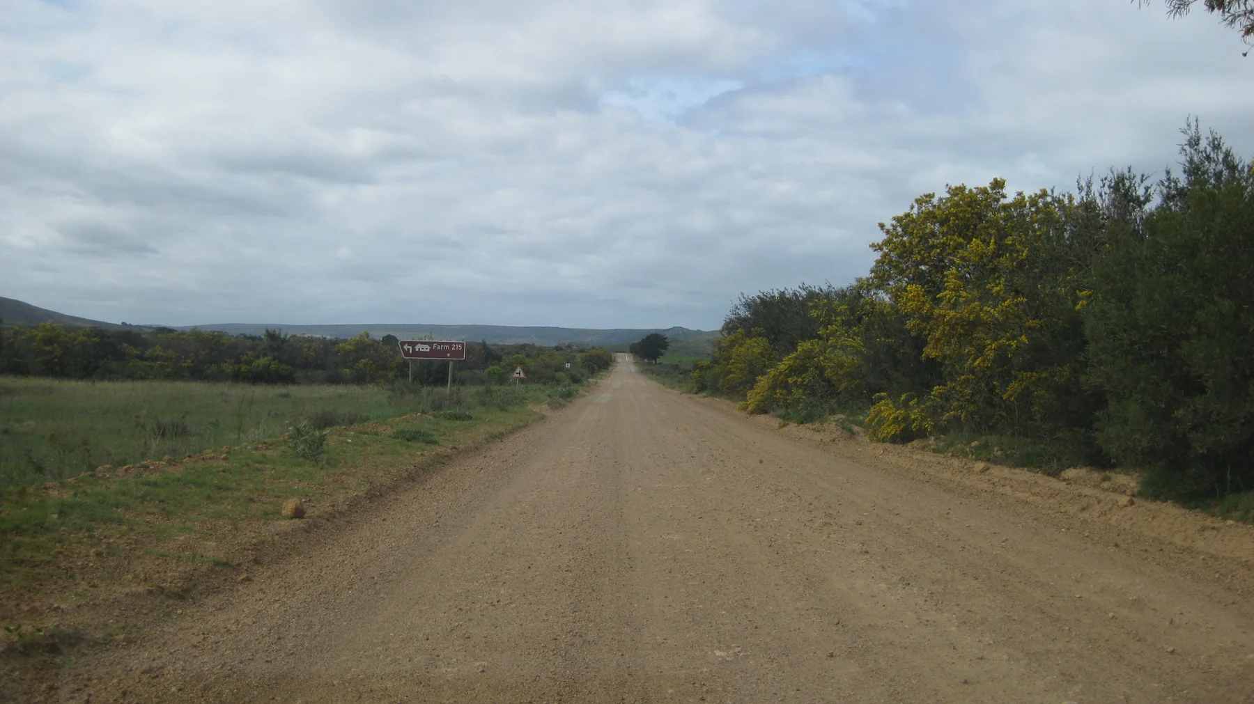 A broad dirt road leads past yellow-flowered shrubs into open country.