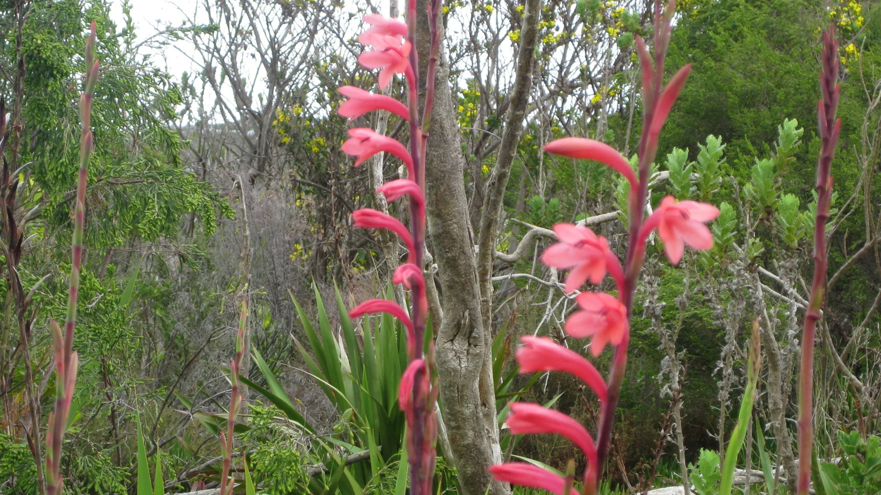 Coral-pink flowers open along tall stems in dense vegetation.