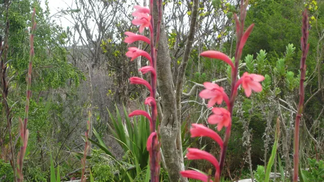 Coral-pink flowers open along tall stems in dense vegetation.