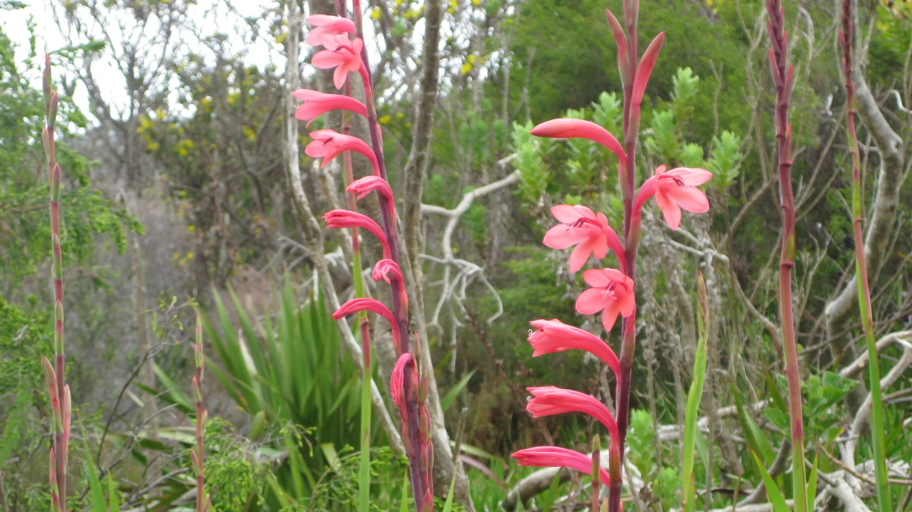 Tall flower spikes carry vivid pink blooms among leafy shrubs.