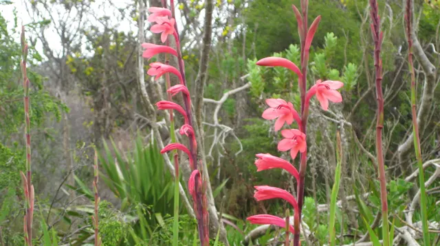 Tall flower spikes carry vivid pink blooms among leafy shrubs.