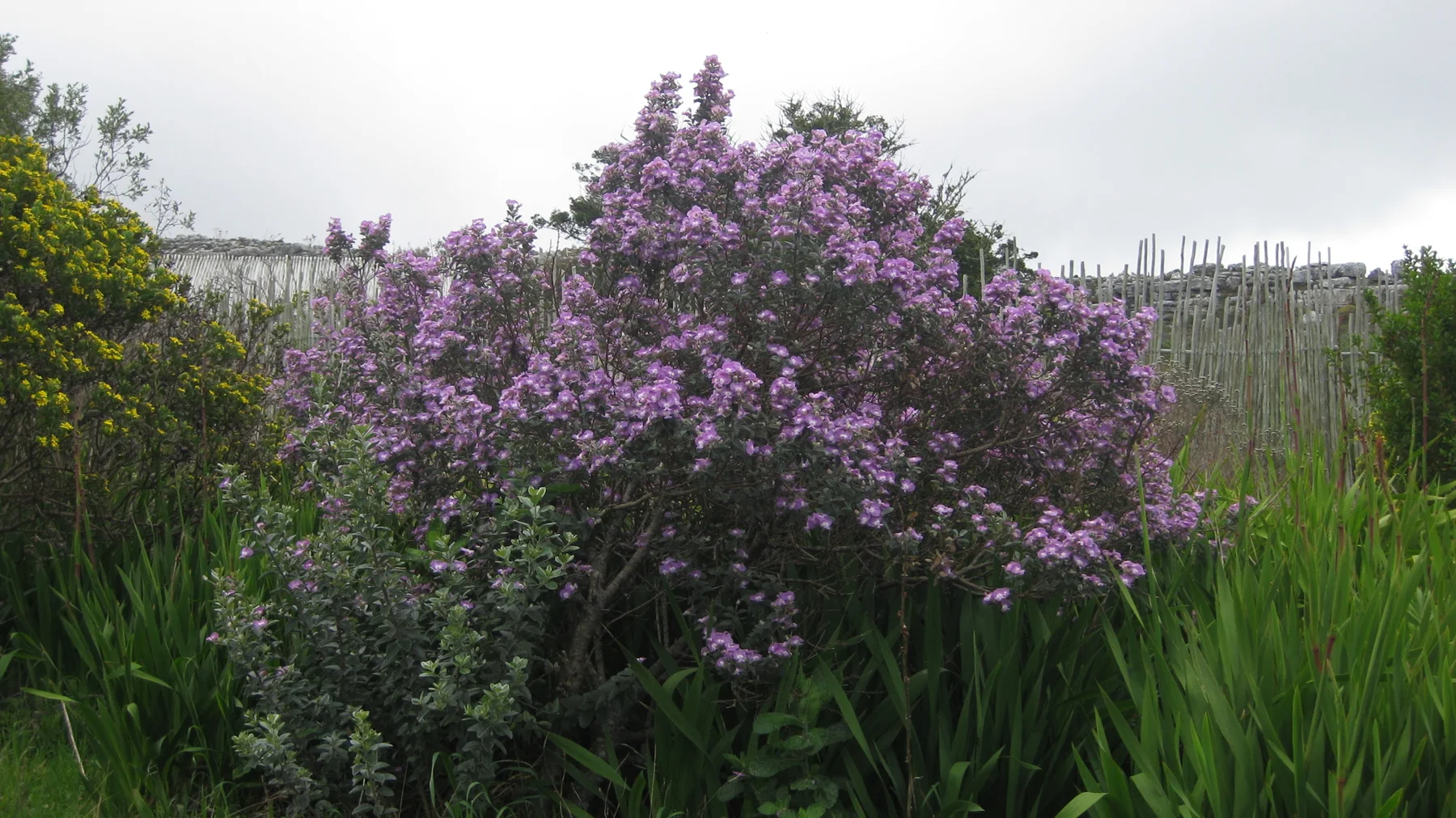 A large flowering bush carries clusters of pale purple blossoms.