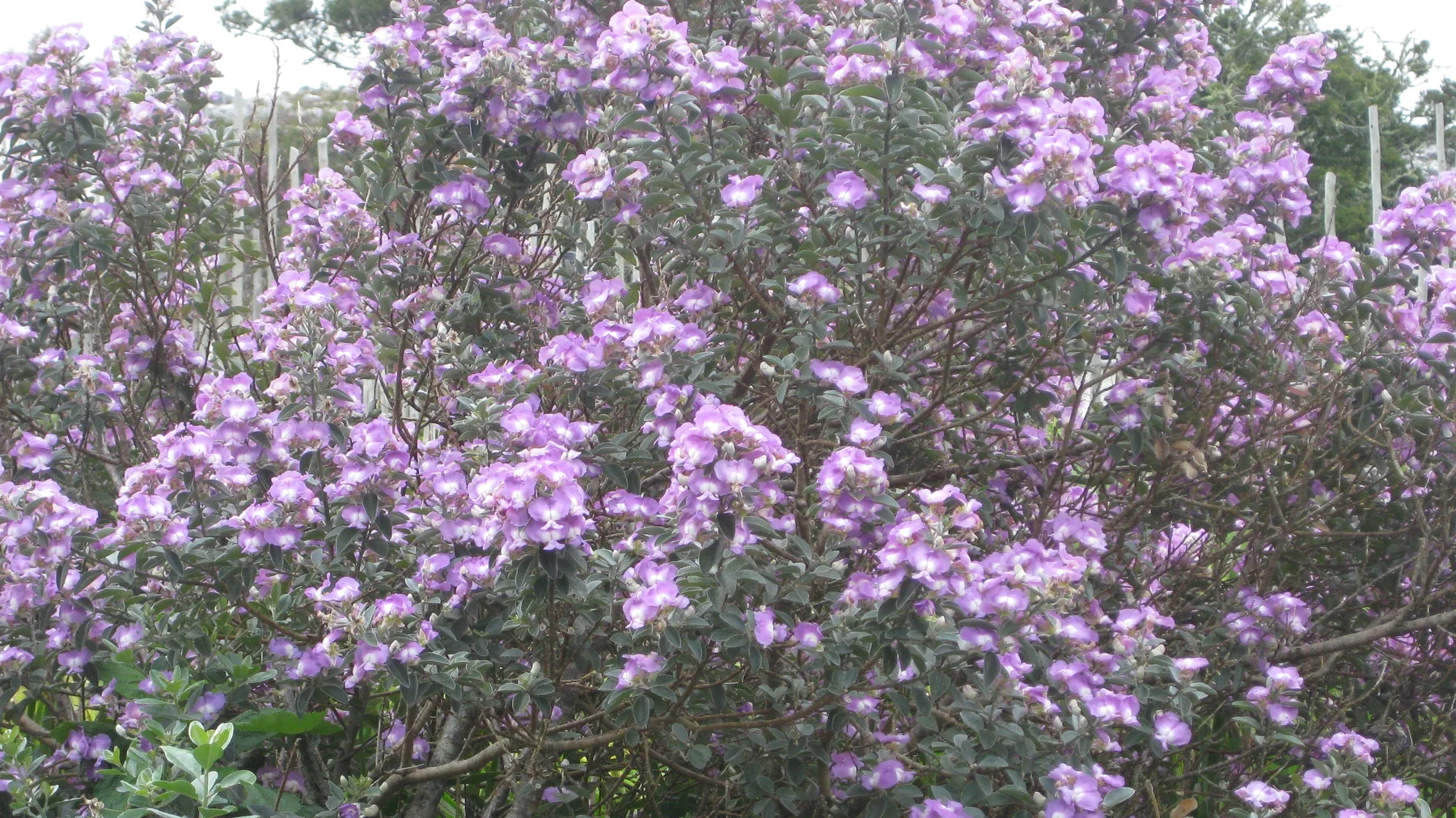 Small purple flowers cluster densely across branching stems.