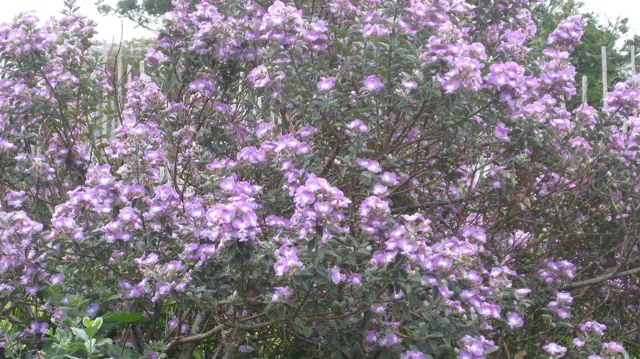 Small purple flowers cluster densely across branching stems.