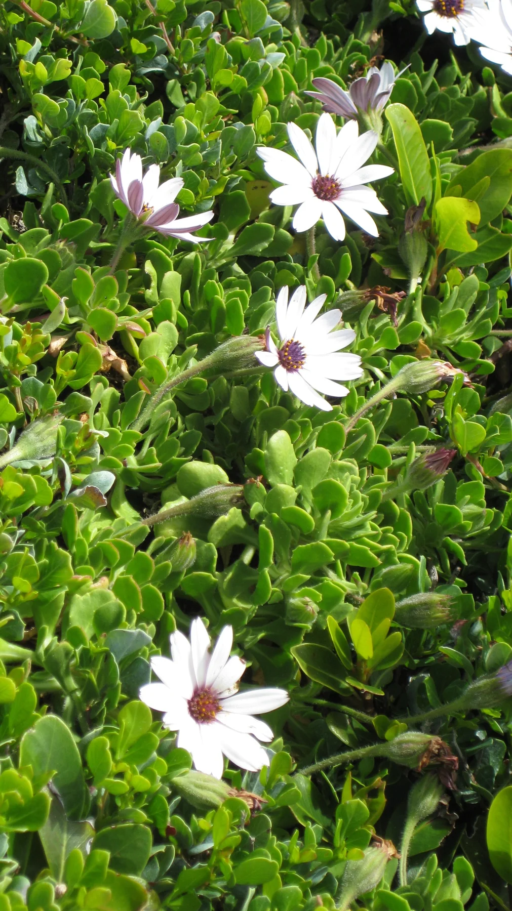 White flowers with dark centers rise among thick green leaves.