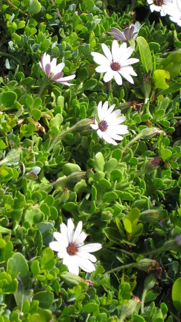 White flowers with dark centers rise among thick green leaves.