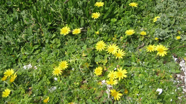 Yellow flowers brighten a dense patch of low green vegetation.