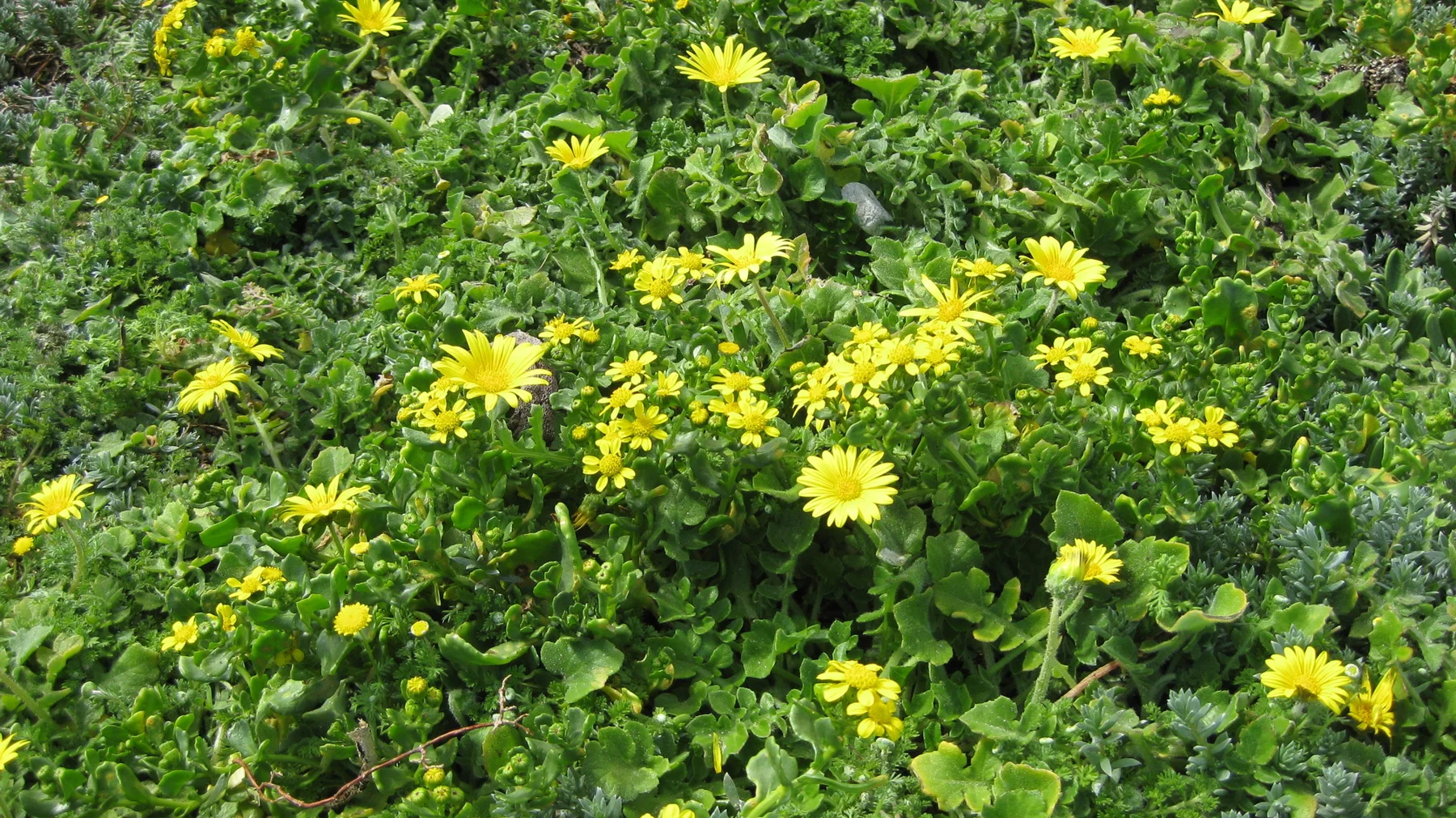 Numerous yellow flowers spread across lush low leaves.