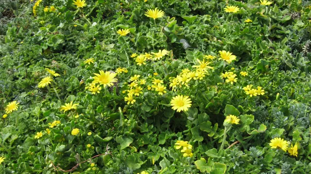 Numerous yellow flowers spread across lush low leaves.