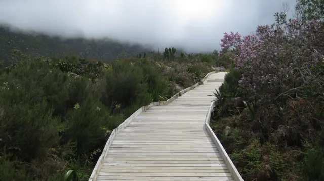 A pale wooden boardwalk winds between shrubs and pink flowers in mist.