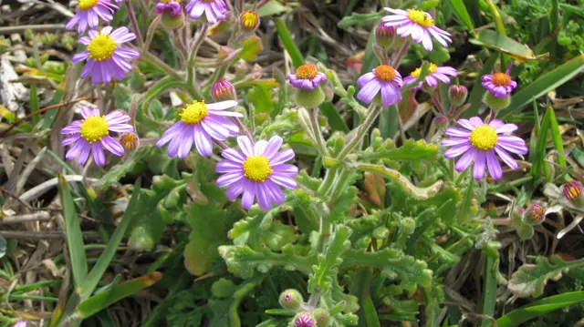 Small pink flowers with yellow centers grow among fleshy green leaves.