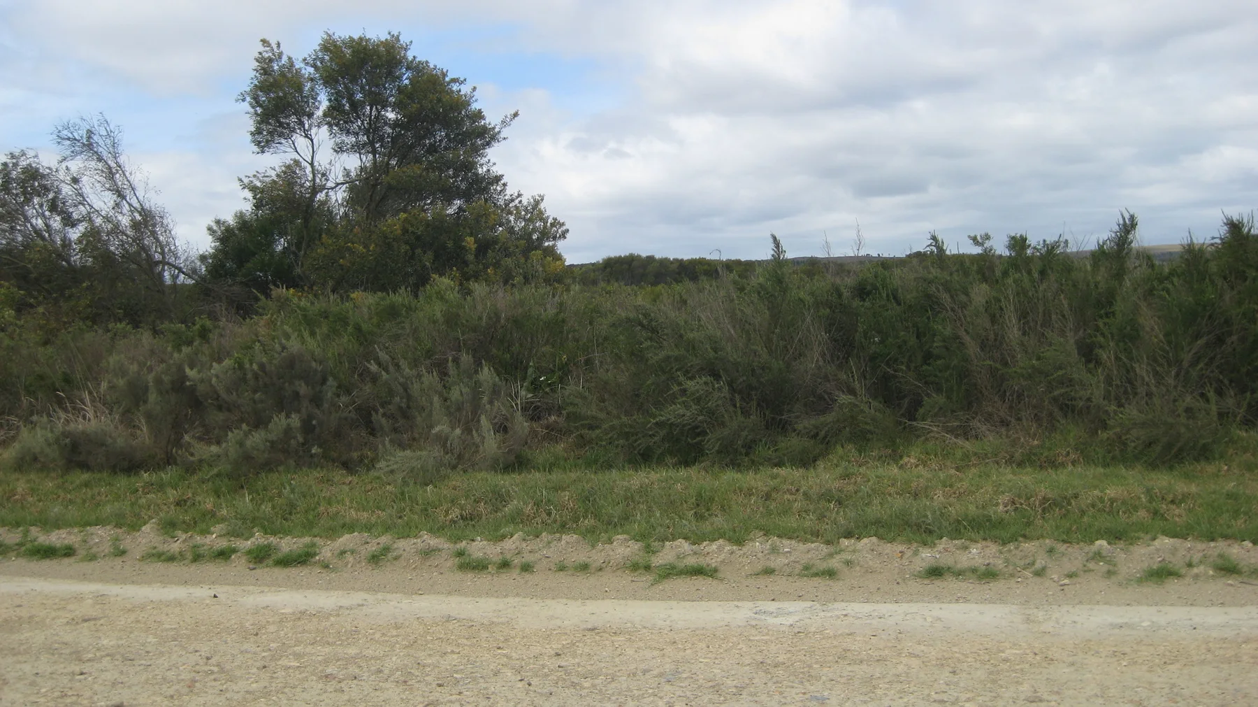 Low trees and scrub border a pale gravel roadside.