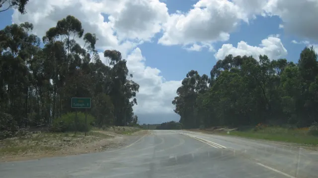 A wide road passes between tall roadside trees beneath bright clouds.