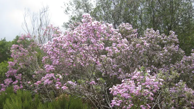 Pale purple blossoms fill a bush among tall green stems.