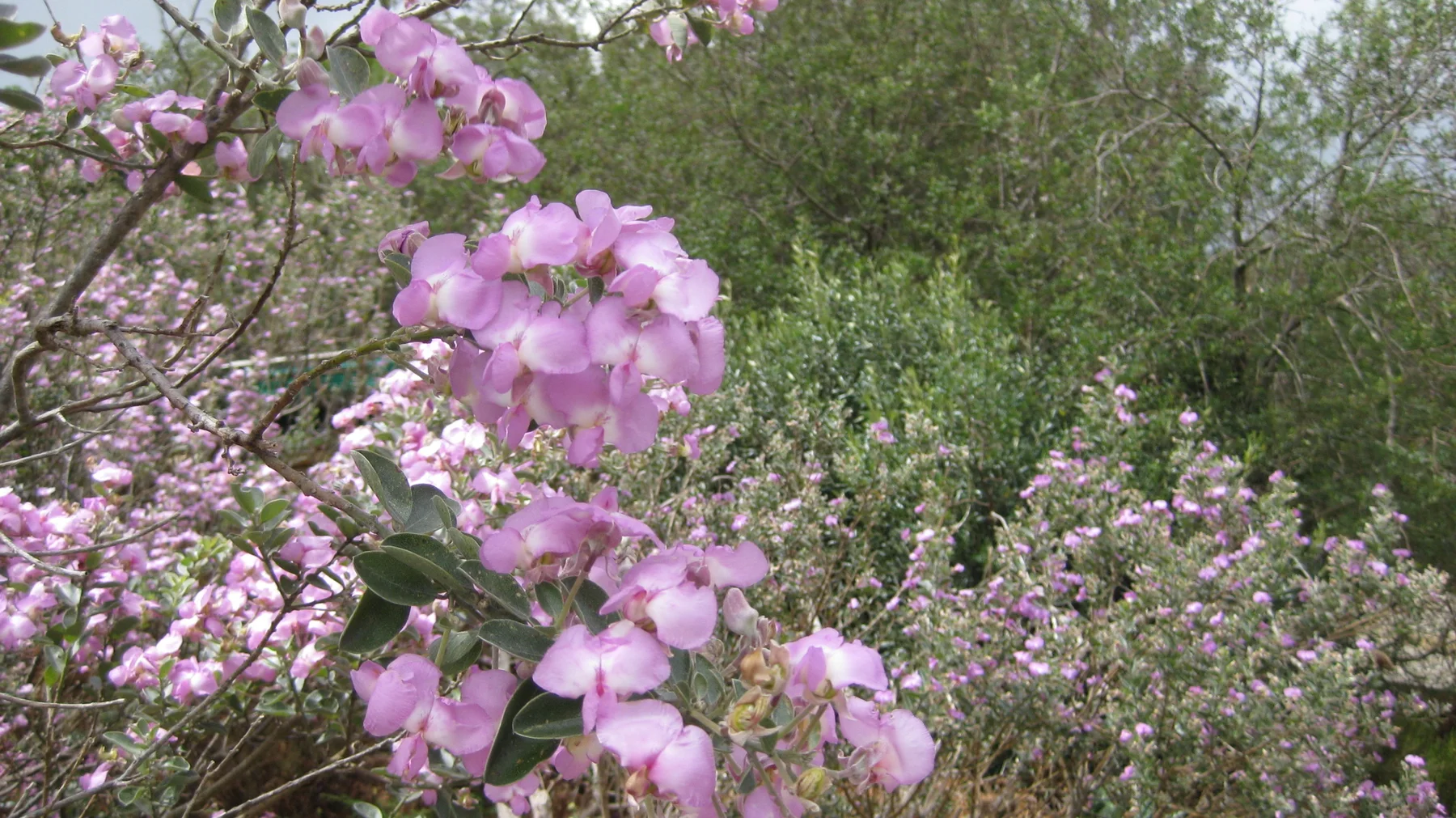 Pink blossoms and unopened buds cluster along slender branches.