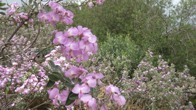 Pink blossoms and unopened buds cluster along slender branches.