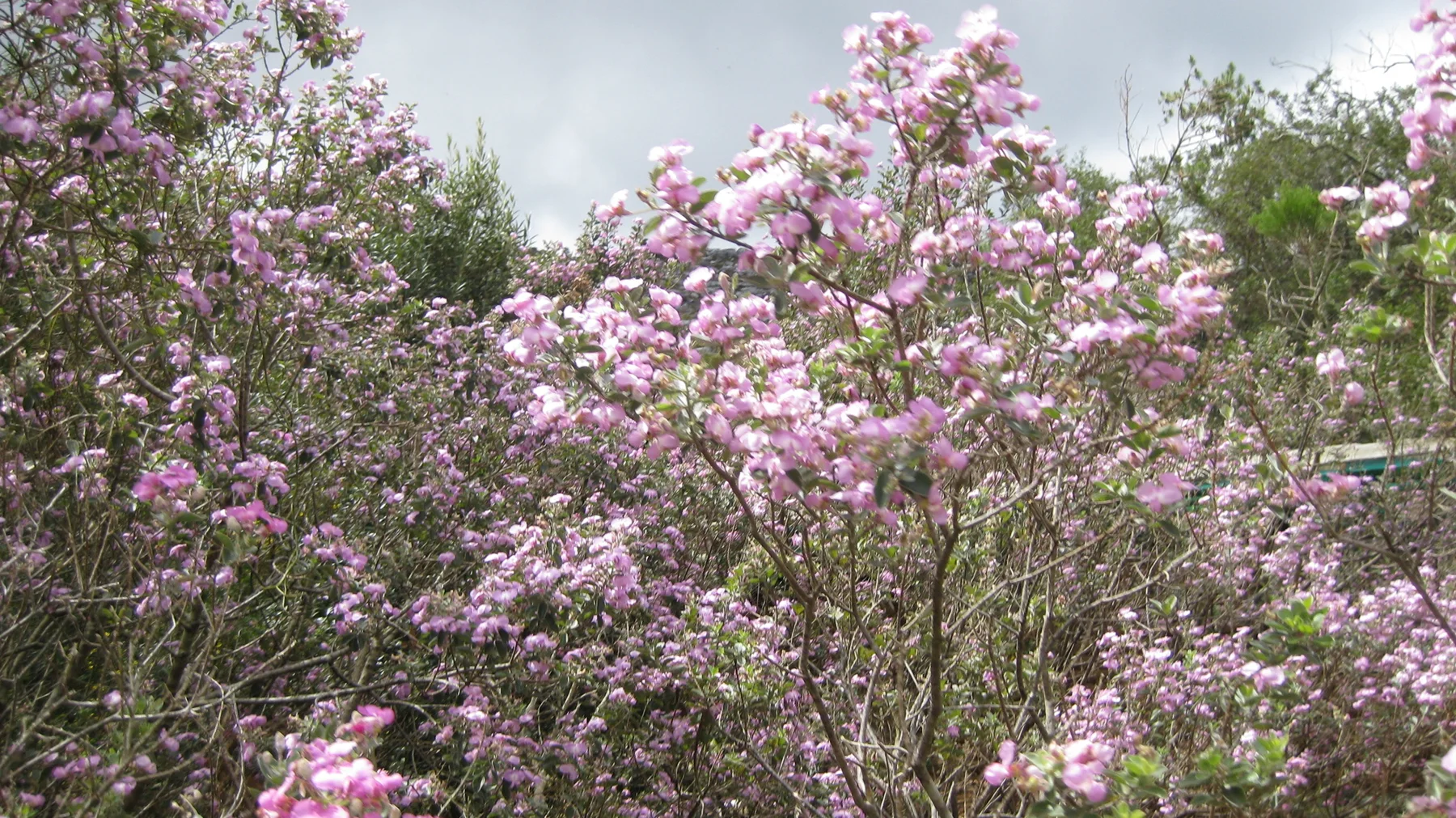 Pink-flowered branches spread against a pale sky and green shrubs.
