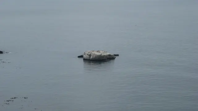 A single pale rock breaks the surface of calm gray water.