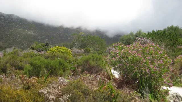 Pink flowers and green scrub cover a slope below low cloud.
