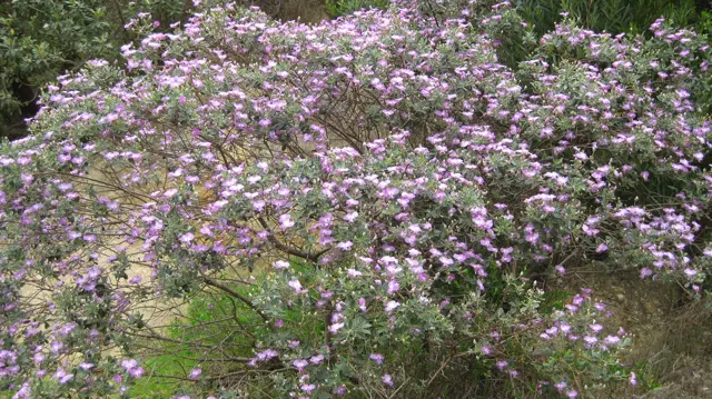 Pink flowers fill branching shrubs beside patches of bare ground.
