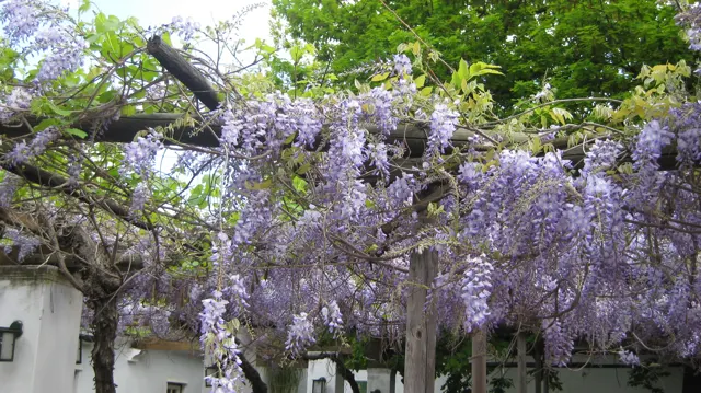 Long clusters of purple blossoms hang from a leafy overhead trellis.