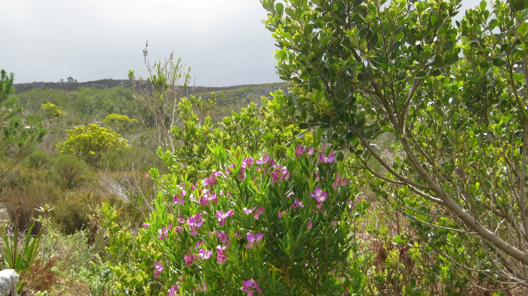 Pink blooms brighten green scrub with a pale sea horizon beyond.