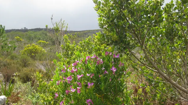 Pink blooms brighten green scrub with a pale sea horizon beyond.