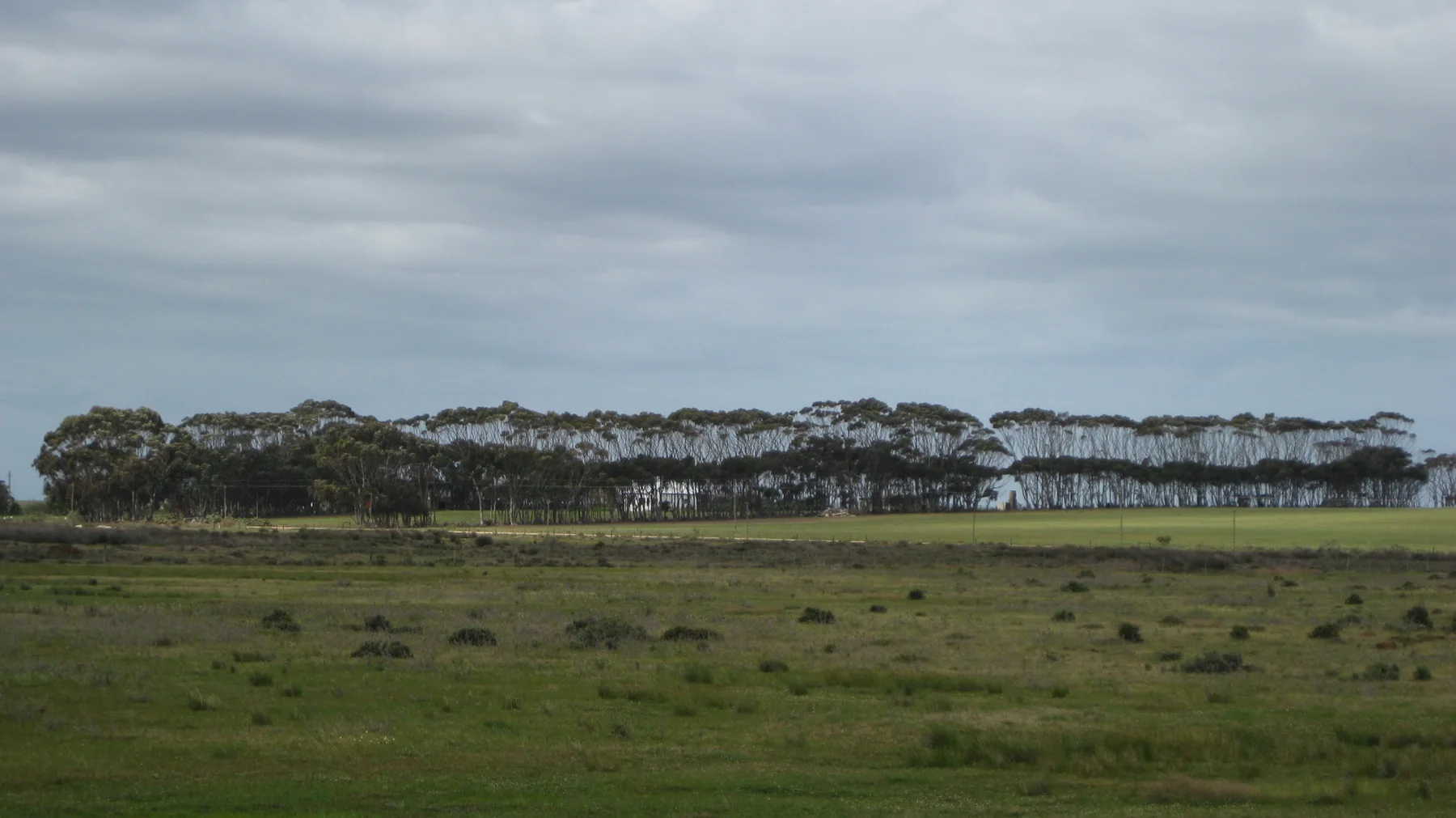 An even row of trees stands beyond a broad green field.