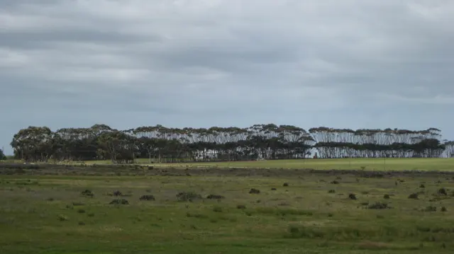 An even row of trees stands beyond a broad green field.