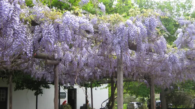 Purple flower clusters drape over a courtyard trellis beside white walls.