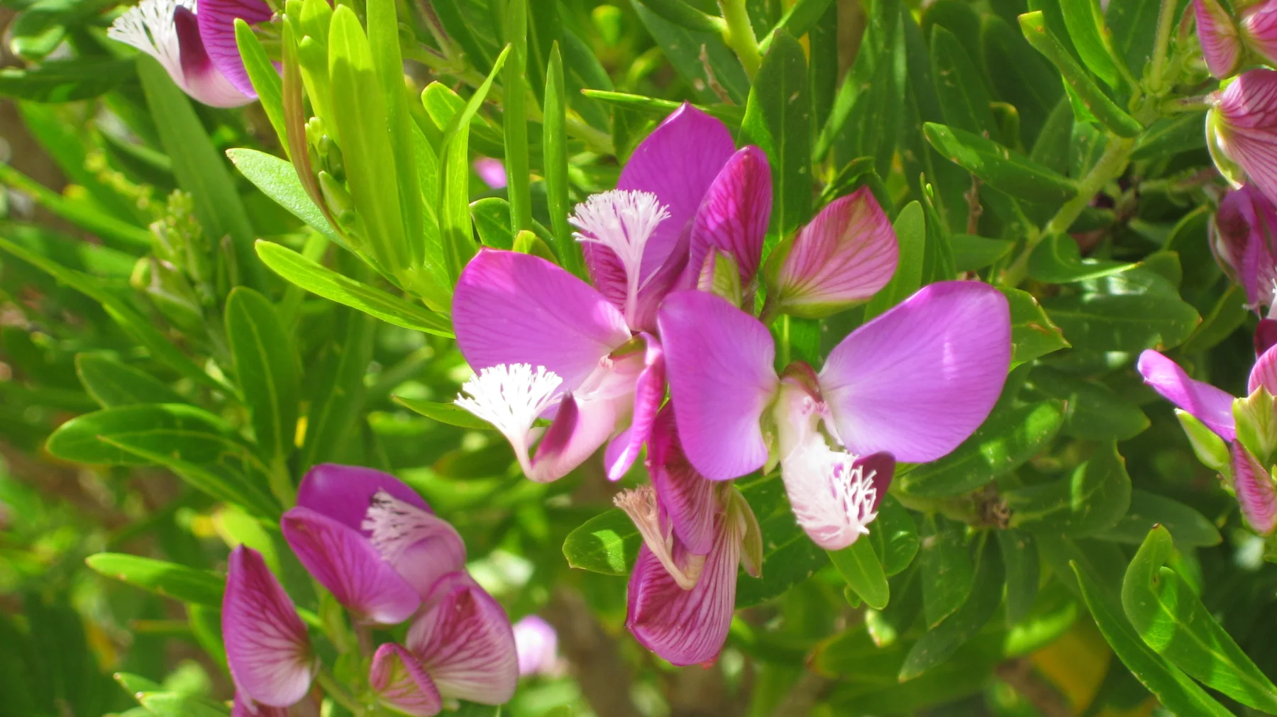 Vivid pink flowers with pale fringed centers stand among glossy leaves.