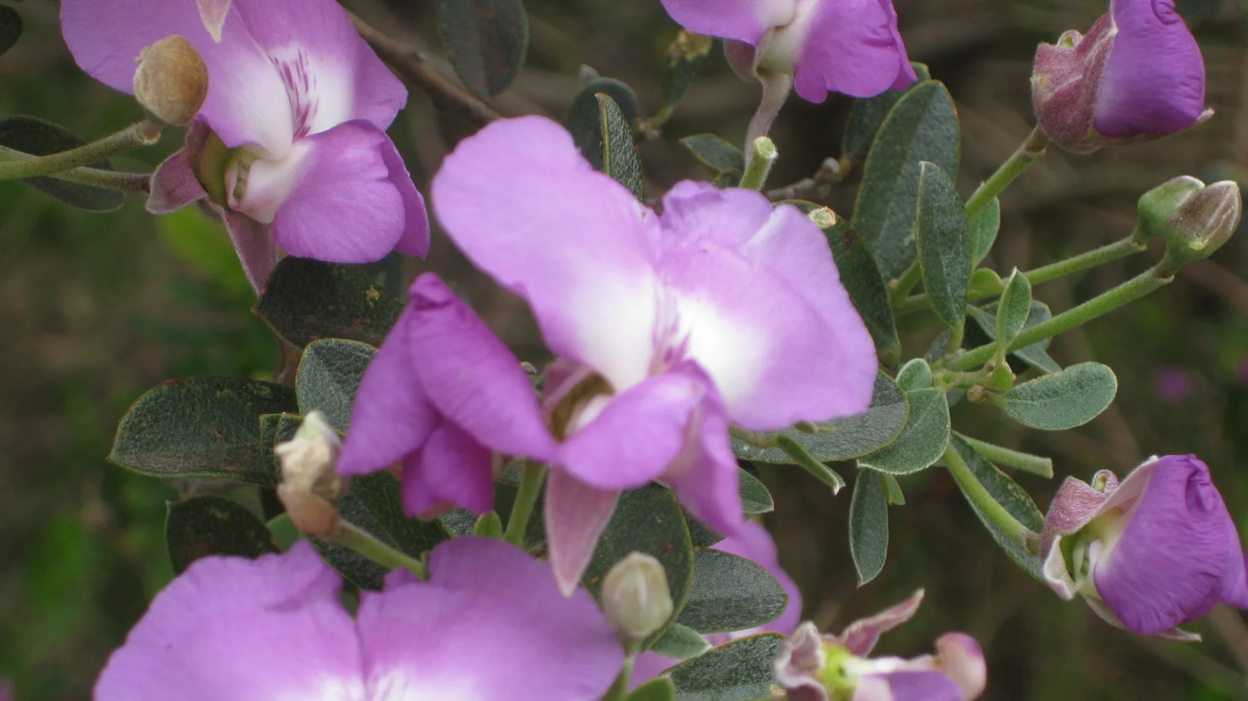 Purple blossoms and rounded buds cluster against dark leaves.