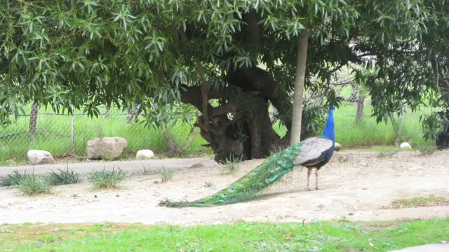 A peacock stands beneath a leafy tree with its long tail trailing behind.