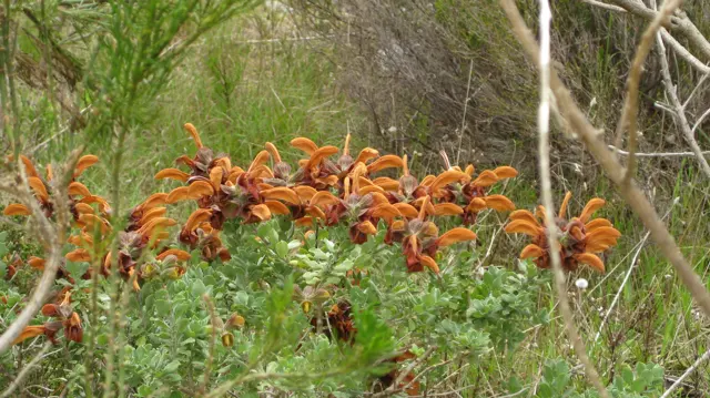 Curled orange flower clusters spread along branches among green leaves.