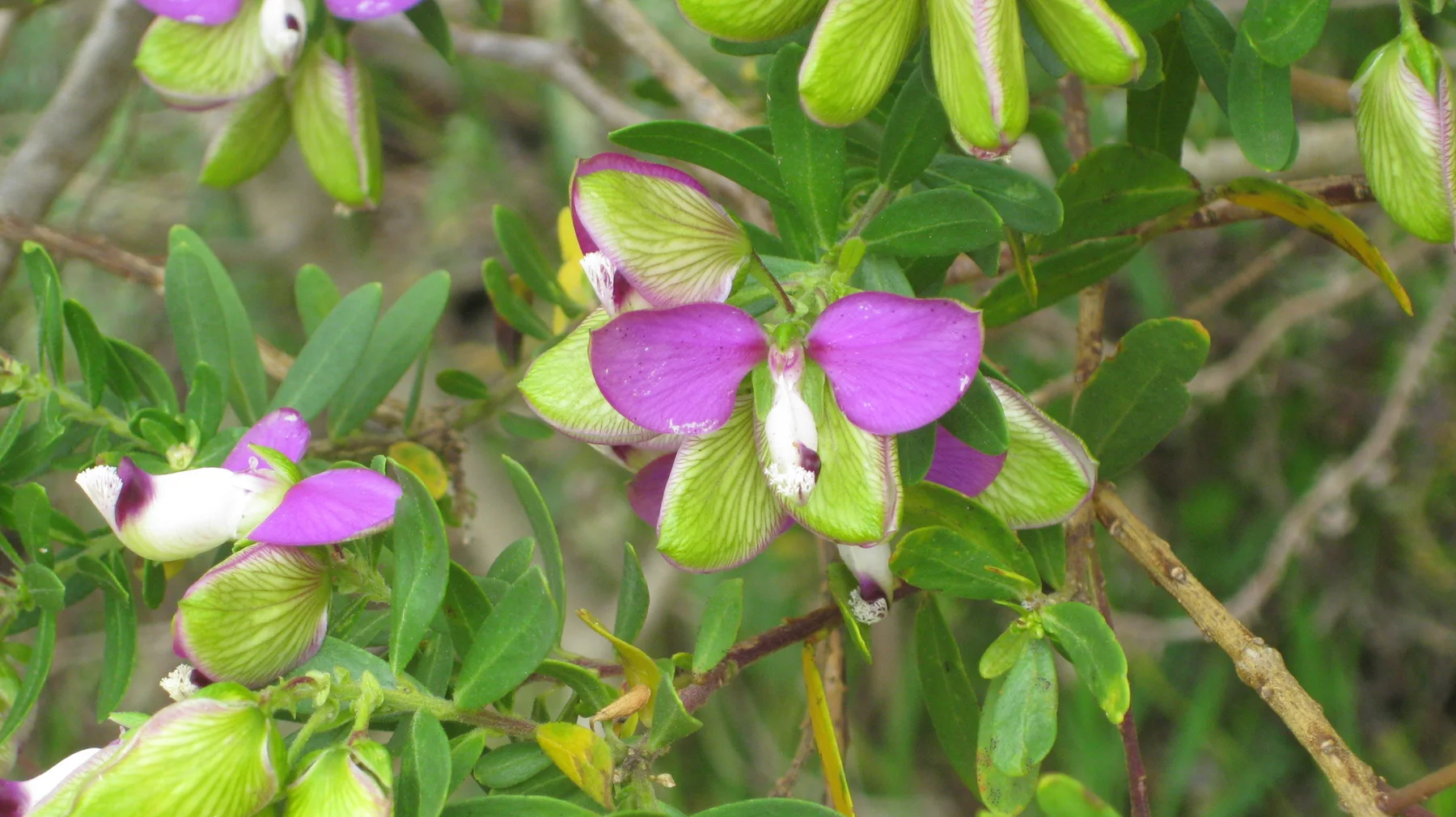 Pink-and-white blossoms sit among oval green leaves.