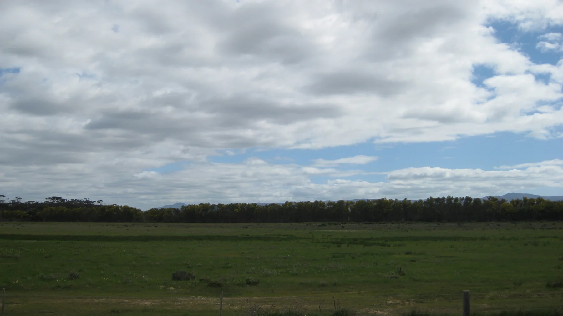 Open grassland meets a dark tree line beneath scattered clouds.