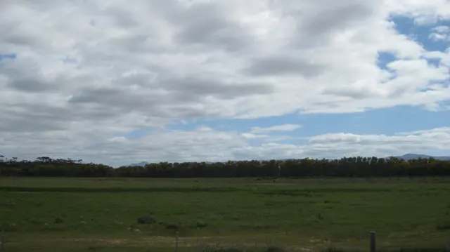 Open grassland meets a dark tree line beneath scattered clouds.