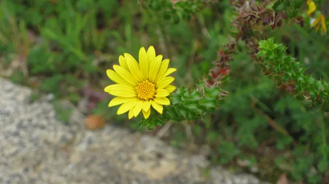 A single yellow flower opens beside a pale rock and green leaves.