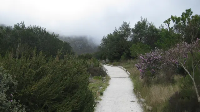 A pale winding path leads between shrubs toward misty hills.