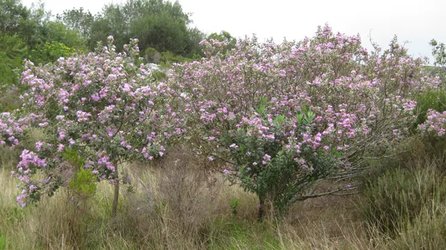 Pale pink shrubs grow beside tall grasses and a narrow trail.