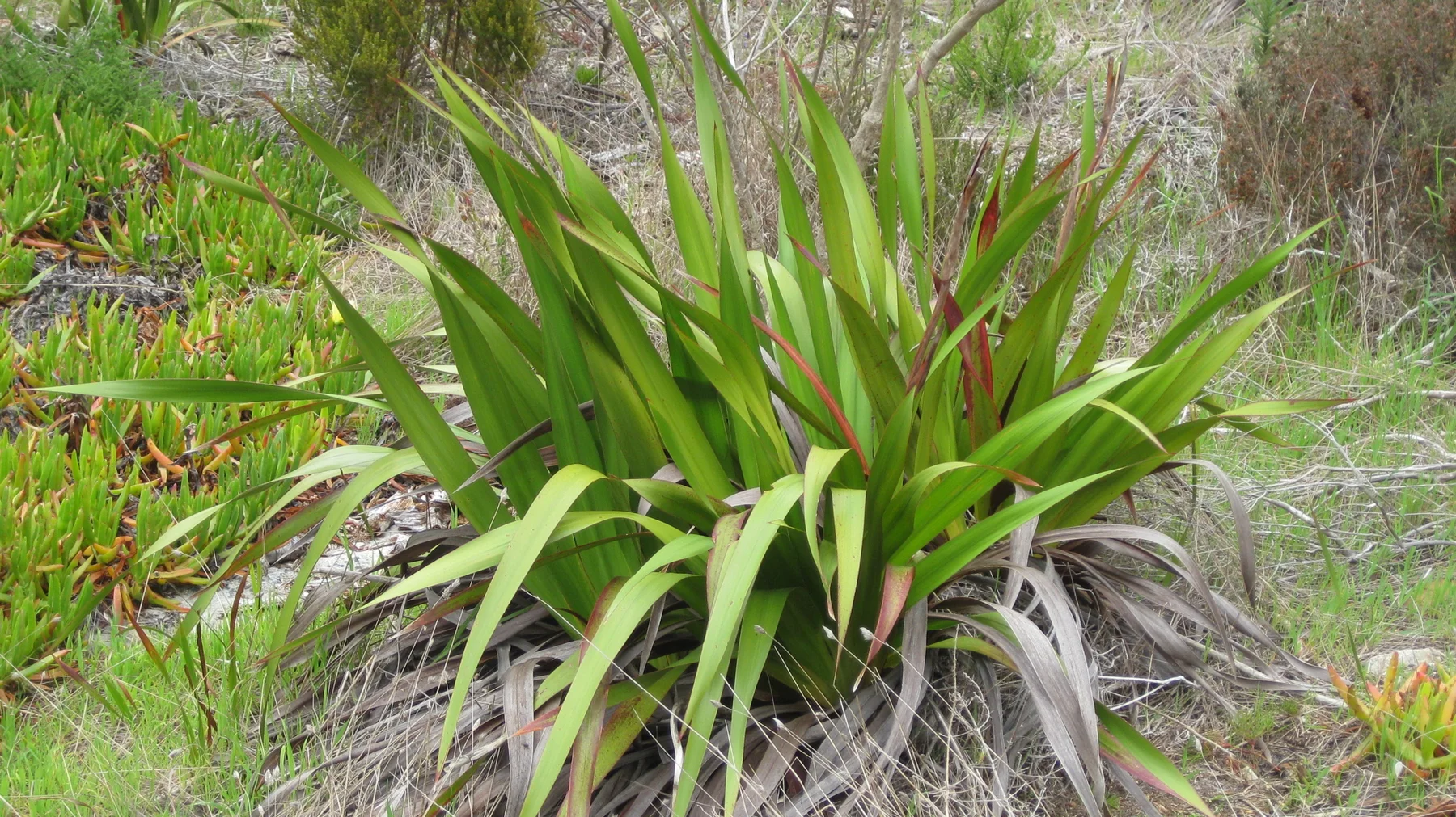 Long pointed leaves spread outward from a dense clump.